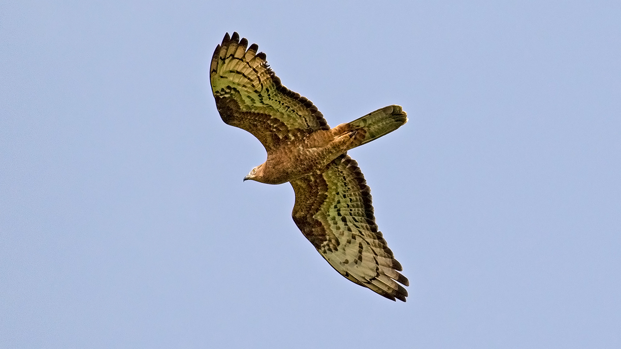 European Honey-buzzard